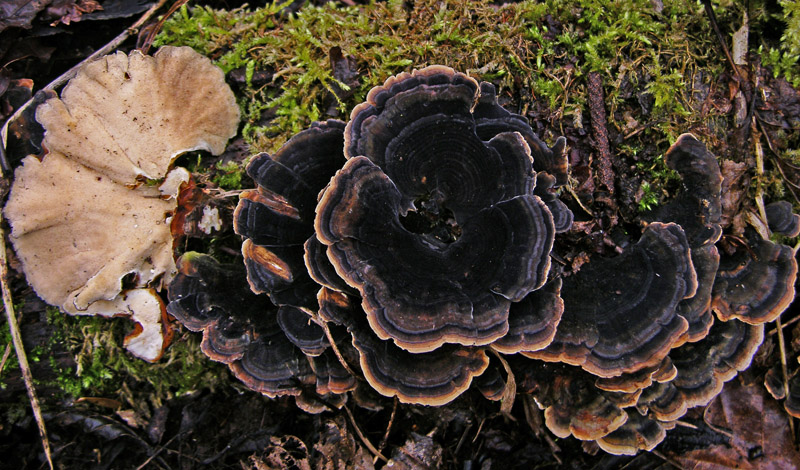 Avete voglia di funghi di oggi....guardate questo post.